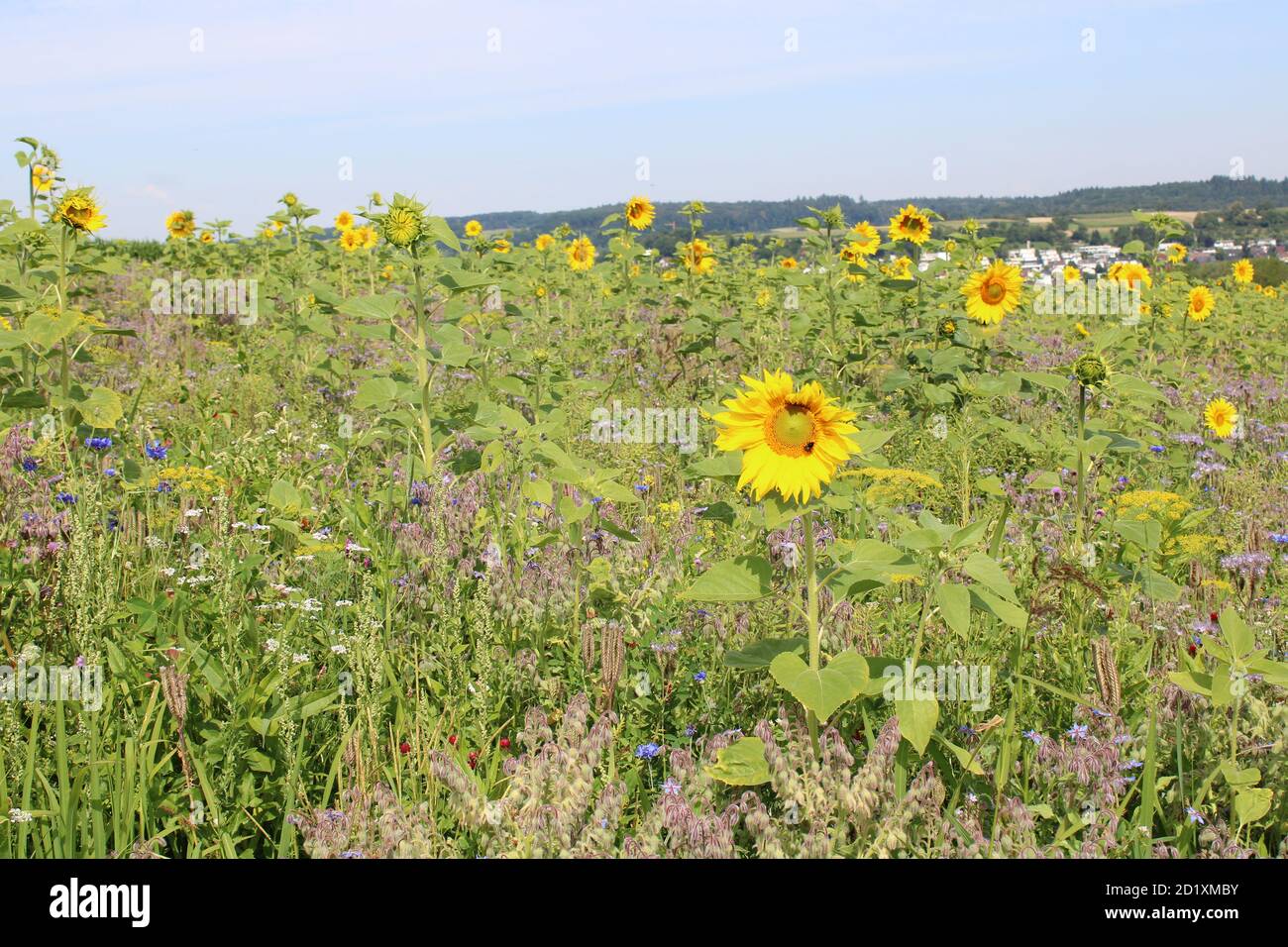 Bonito campo de girasol fotografías e imágenes de alta resolución - Página  2 - Alamy