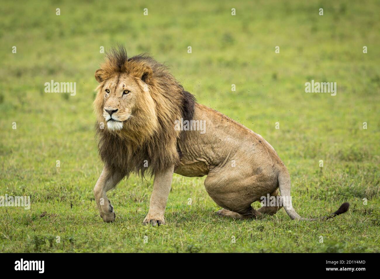 León masculino con mane hermoso y cuerpo cubierto de moscas En hierba verde del Cráter Ngorongoro en Tanzania Foto de stock