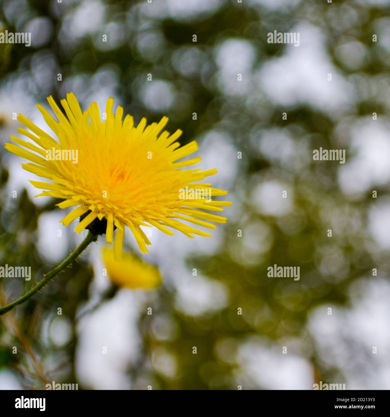 Flor amarilla de diente de león aislada contra un fondo borroso Foto de stock