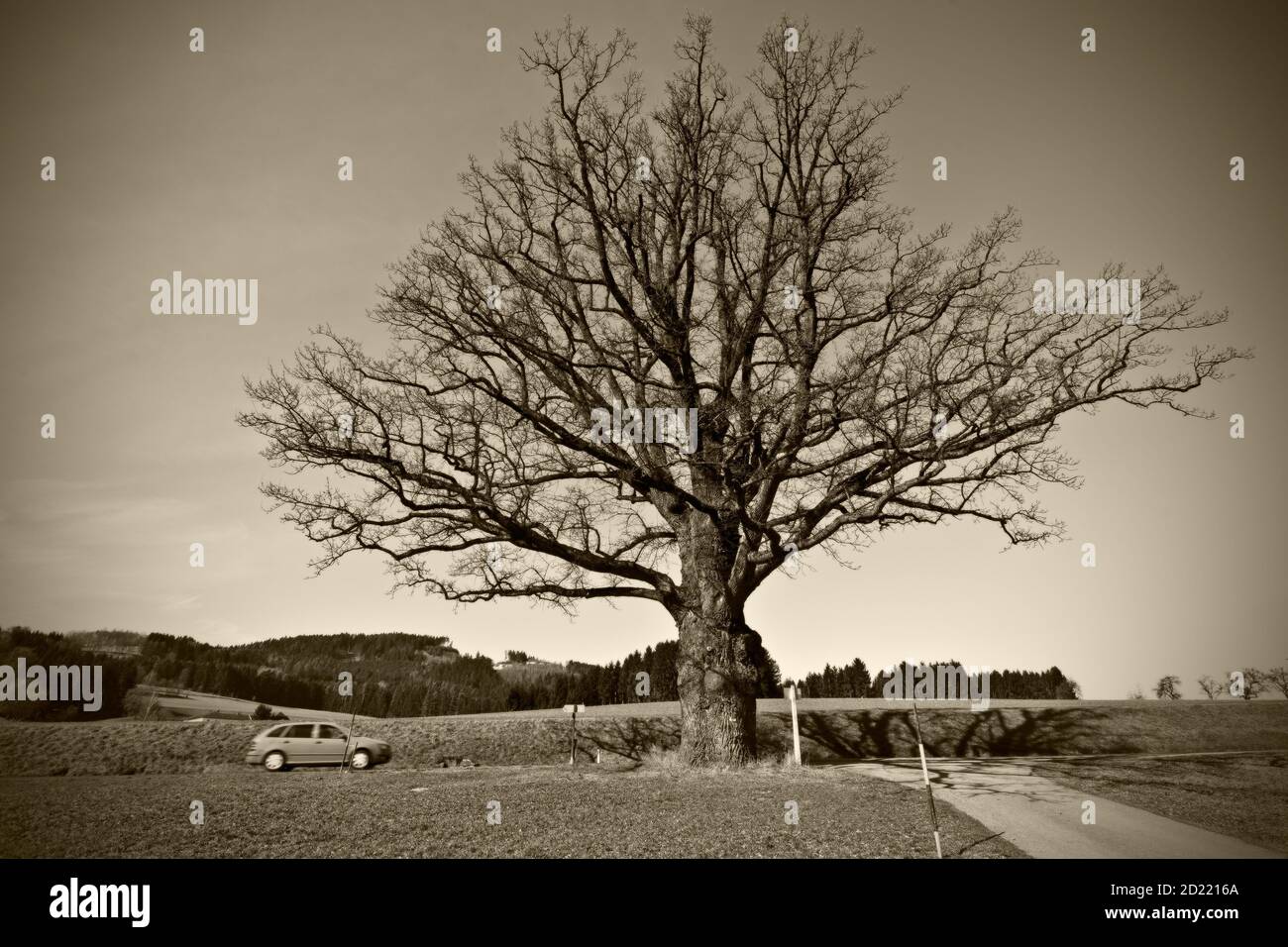 LASSBERG, AUSTRIA - 29 DE MARZO de 2014: Roble pedunculado (quercus robur), llamado 'Weissenoacha' uno de los árboles más grandes de Austria con una circunferencia de casi 7 metros Foto de stock