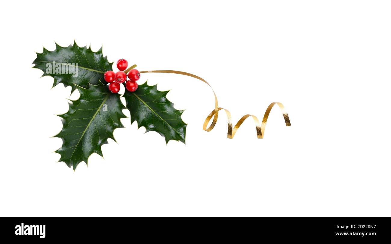 Un ramito, tres hojas, de bayas verdes y rojas y cinta de oro para la decoración de Navidad aislada sobre un fondo blanco. Foto de stock