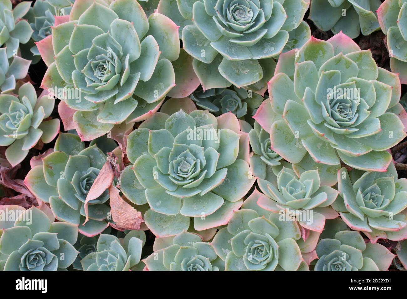 Macro de primer plano de plantas exóticas tipo cactus, la flora que crece  en maceta grande en invernadero en el jardín orgánico, la forma de la flor  gruesa patrón verde regular Fotografía