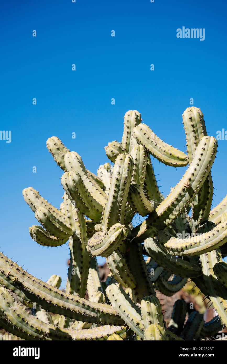 Jardín de Cactus, Lanzarote, Islas Canarias, España Foto de stock