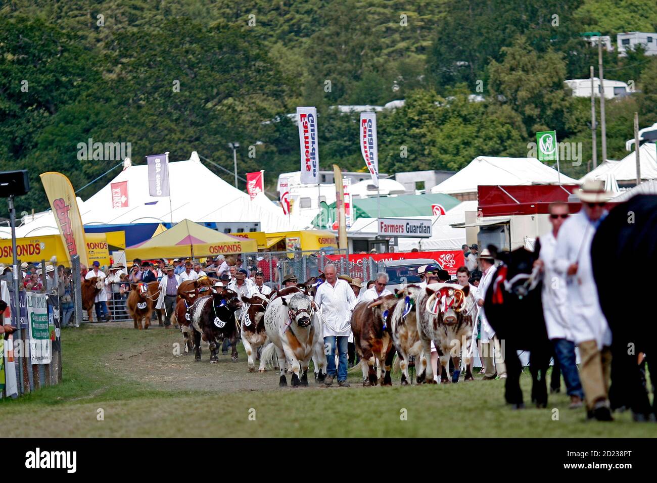 Royal Welsh Show Llanelwedd, 24 de julio de 2014. Los competidores desfilan su ganado ganador en el ring principal en el show cerca de Builth Wells, Powys, W Foto de stock