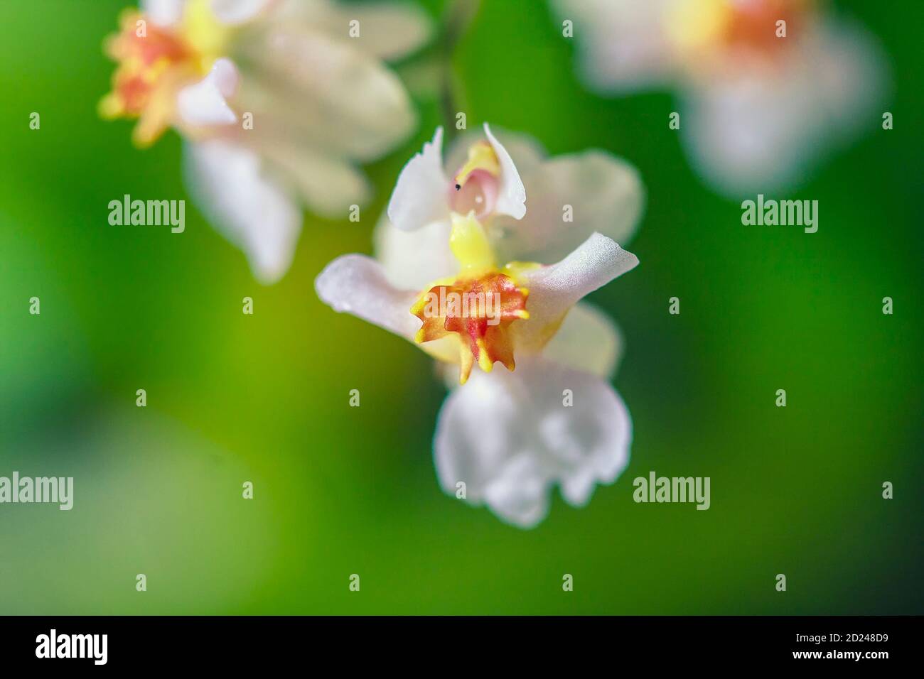 hermoso primer plano de una orquídea Oncidium Blanco Twinkle mini orquídea  Fotografía de stock - Alamy
