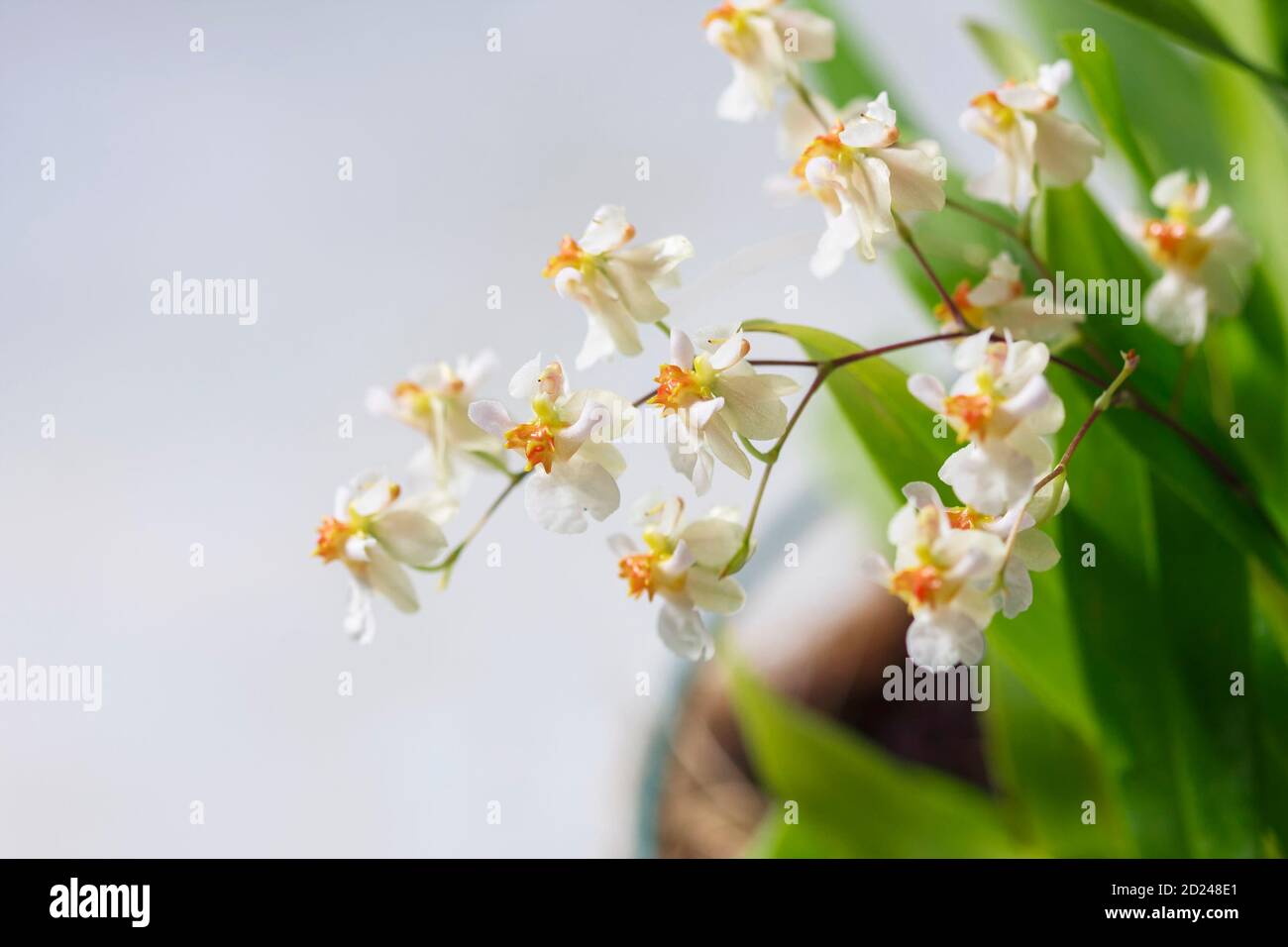 hermoso primer plano de una orquídea Oncidium Blanco Twinkle mini orquídea  Fotografía de stock - Alamy