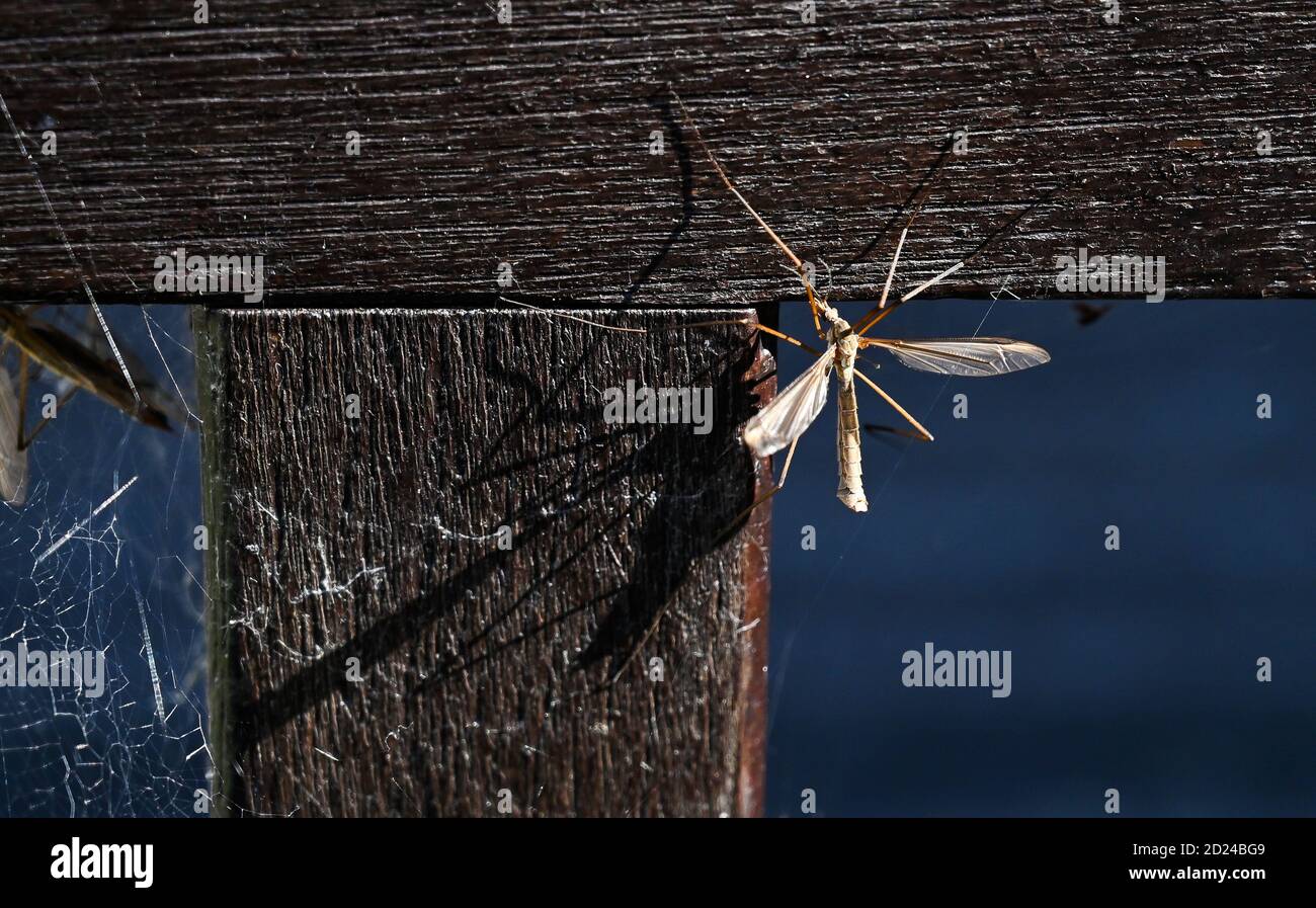 Crane Fly o Craneflies también conocido como patas largas de papá o. La mosca de las piernas largas es gris-marrón .Cranefly Nombre científico Tipula paludosa Foto de stock