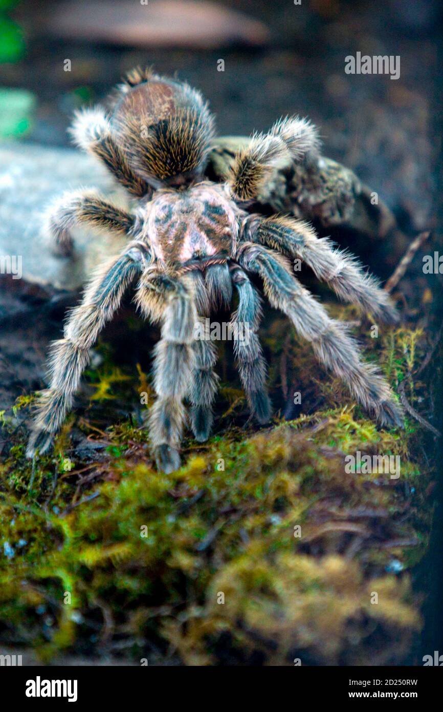 A "Pollera" spider (Pamphobeteus sp) is seen in a wooded area in a new  section of the Explora park in Medellin June 4, 2009. Picture taken on June  4, 2009. REUTERS/Fredy Amariles (