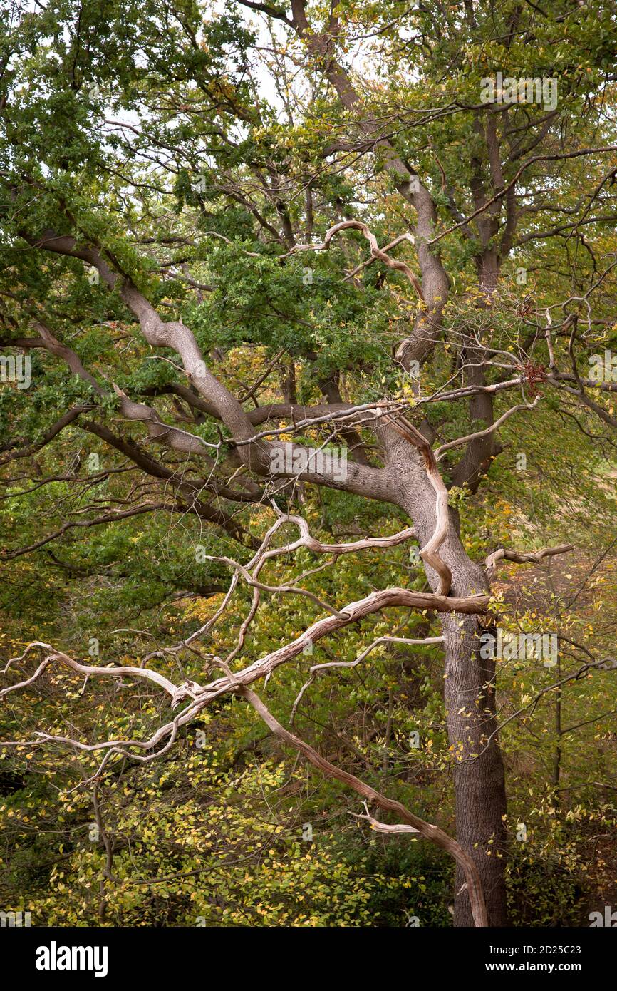 Árbol muerto en un bosque en el Ruhrhoehenweg en las colinas de Ardey cerca de Herdecke, Renania del Norte-Westfalia, Alemania. toter Baum im Wald am Ruhrhoehenweg im Foto de stock