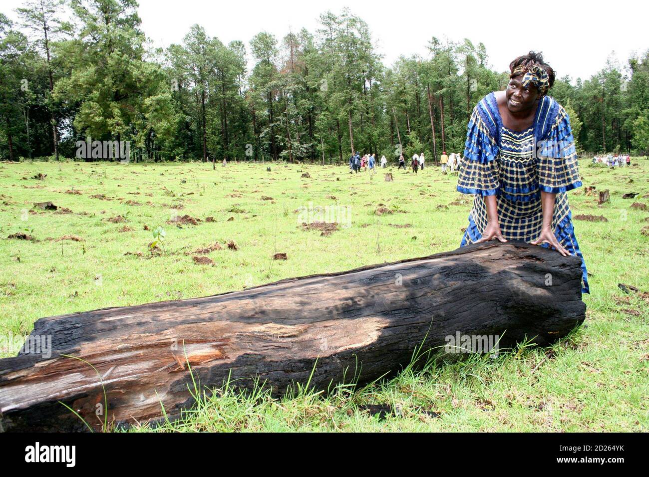 La ganadora del premio Nobel Wangari Maathai, que también es Ministra  Asistente para el Medio Ambiente de Kenia, toca un tocón de árboles cortado  por madereros ilegales durante una ceremonia para plantar