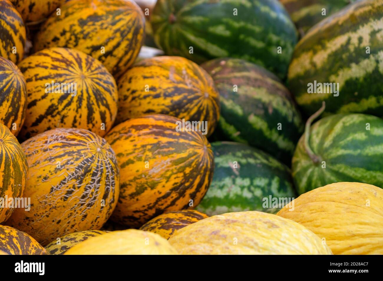 Primer plano de melones amarillos y anaranjados maduros y sandías verdes Foto de stock