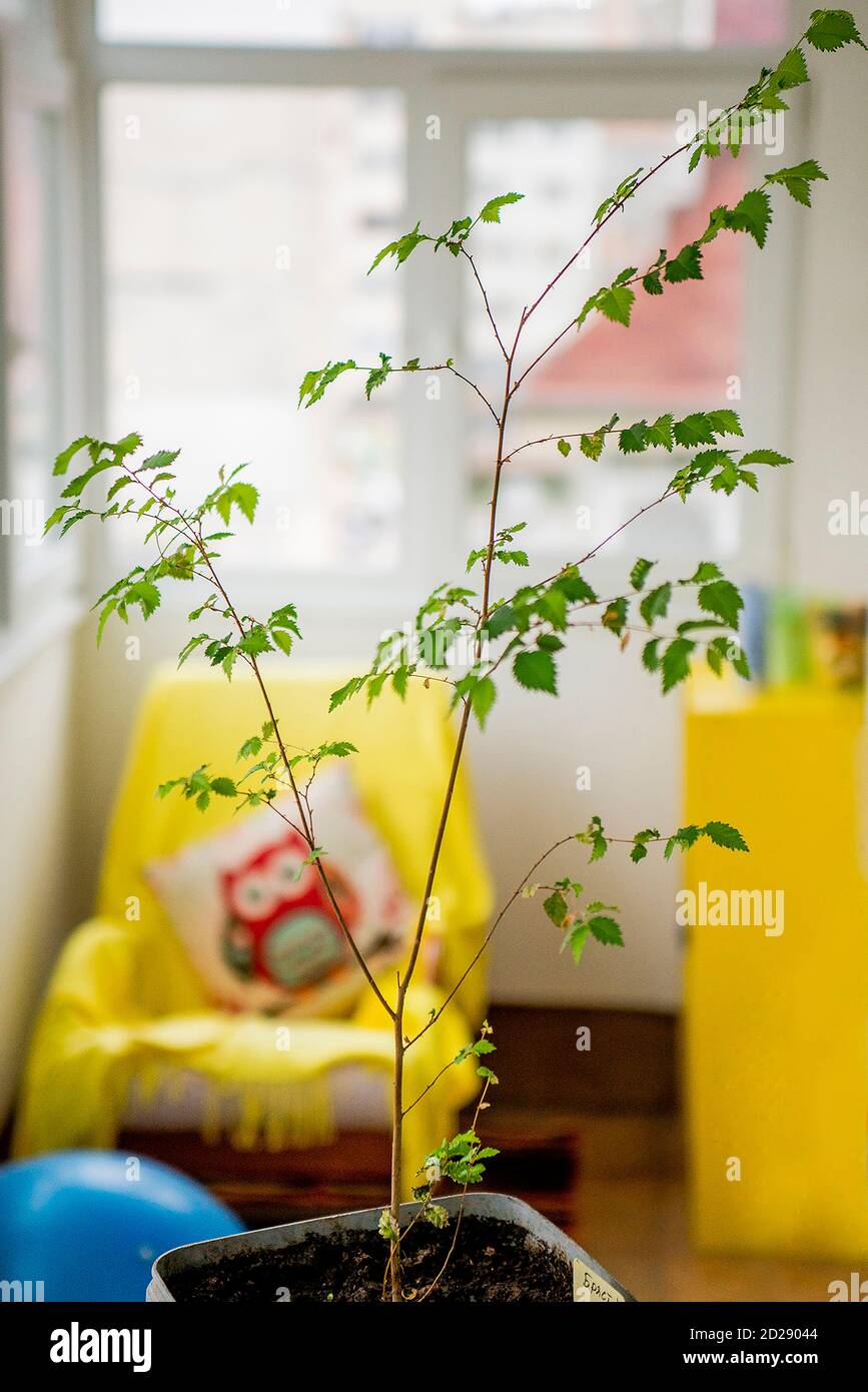 Un árbol de elmo joven en una olla lista para ser plantado fuera Fotografía  de stock - Alamy