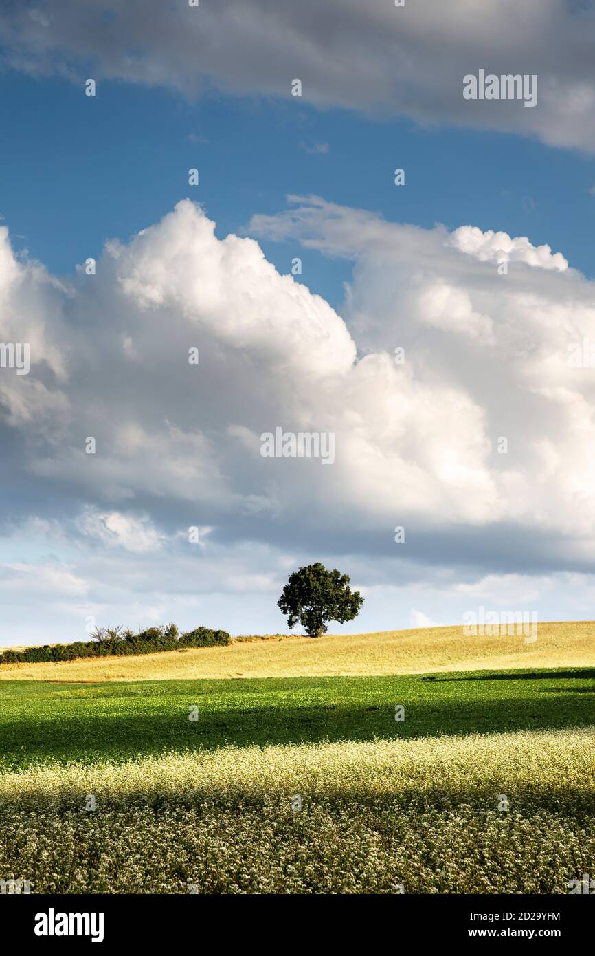 Un paisaje agrícola de colinas suavemente onduladas que son típicas de la región de Gers del suroeste de Francia. El cultivo más cercano a la cámara es el alforfón (sarrasin) Foto de stock