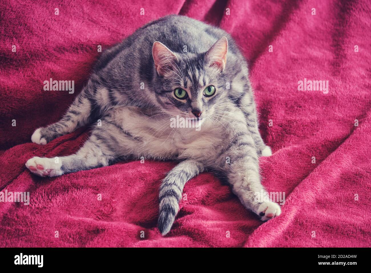 Gato divertido sentado en una posición extraña en la cama roja. Gato  similar a una persona sentada, de cerca Fotografía de stock - Alamy