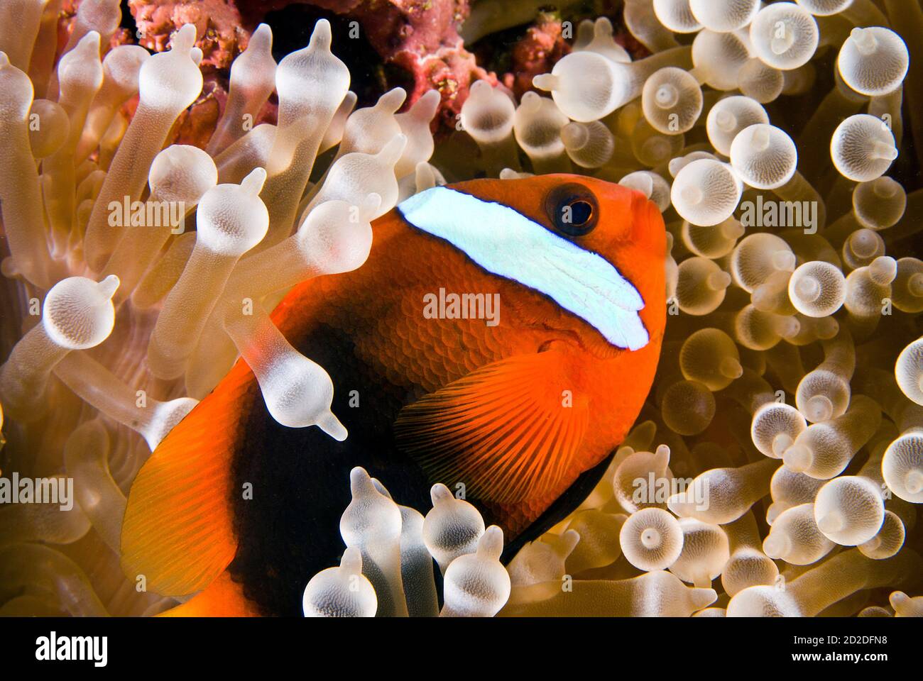 Anemonefish de tomate femenino (Amphiprion frenatus) en su anémona de punta de burbuja en el Chuyo Maru Wreck, Palau, Micronesia Foto de stock
