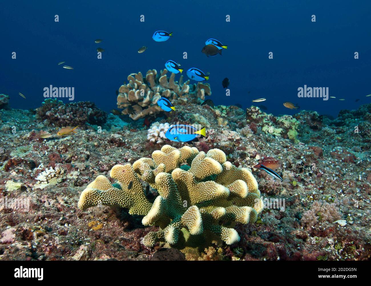 Escuela de paleta de peces surgeonfish (Paracanthurus hepatous) que se encuentra sobre la cabeza de coral, Palau, Micronesia Foto de stock
