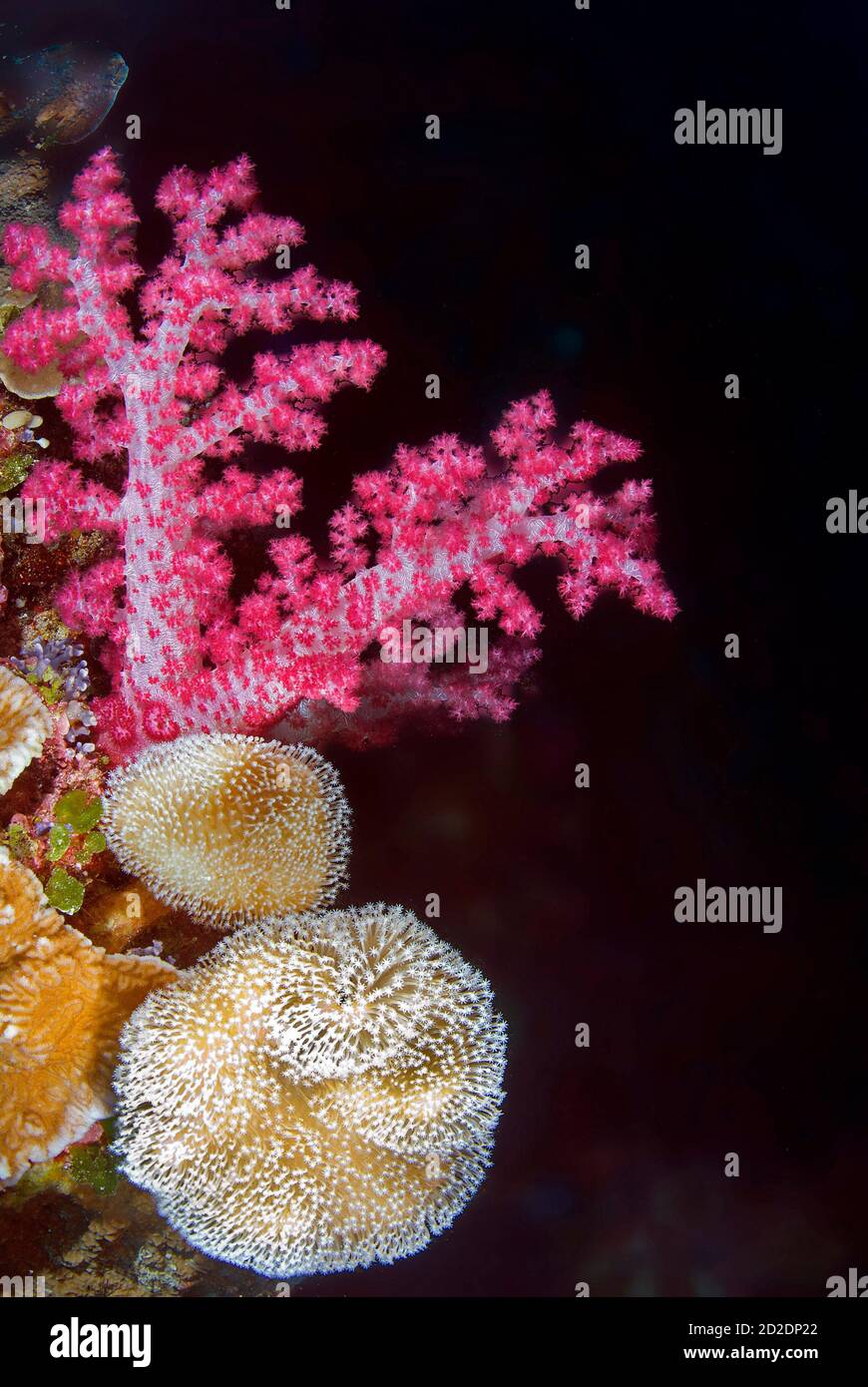 Coral rojo suave (Dendronephthya kluzingeri) y coral de maceta de flores (Goniopora tenuidens) en la pared en Big Drop Off Foto de stock