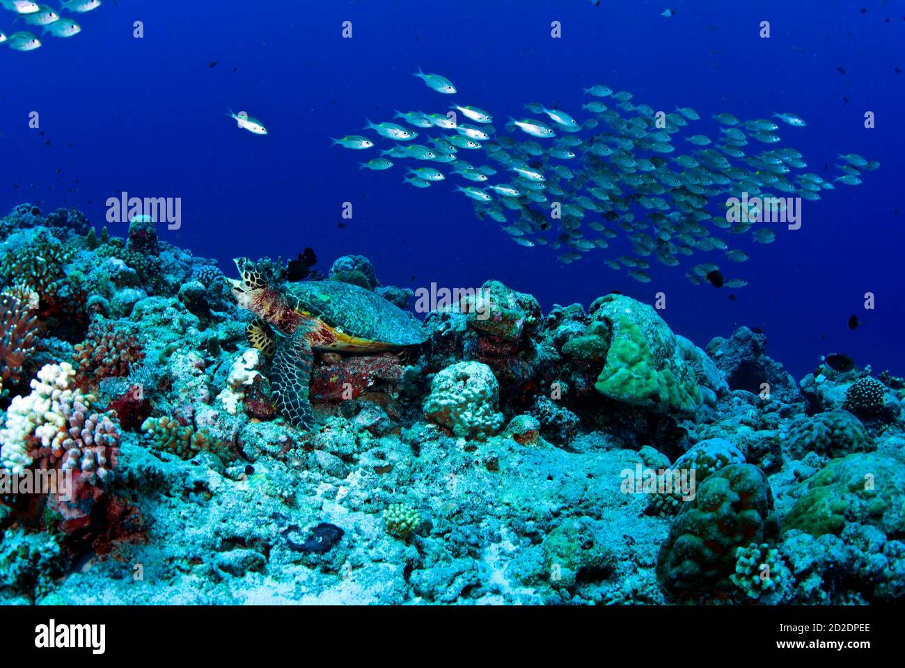 Tortuga carey (Eretmochelys imbricate) en la estación de limpieza de New Dropoff, escuela de costras de oxeye (Selar boops) por encima Foto de stock