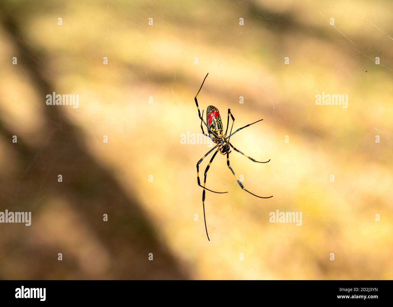 Primer plano de una araña japonesa de Joro moviéndose a través de su web. Imagen de DOF poco profunda tomada en Asia. Foto de stock