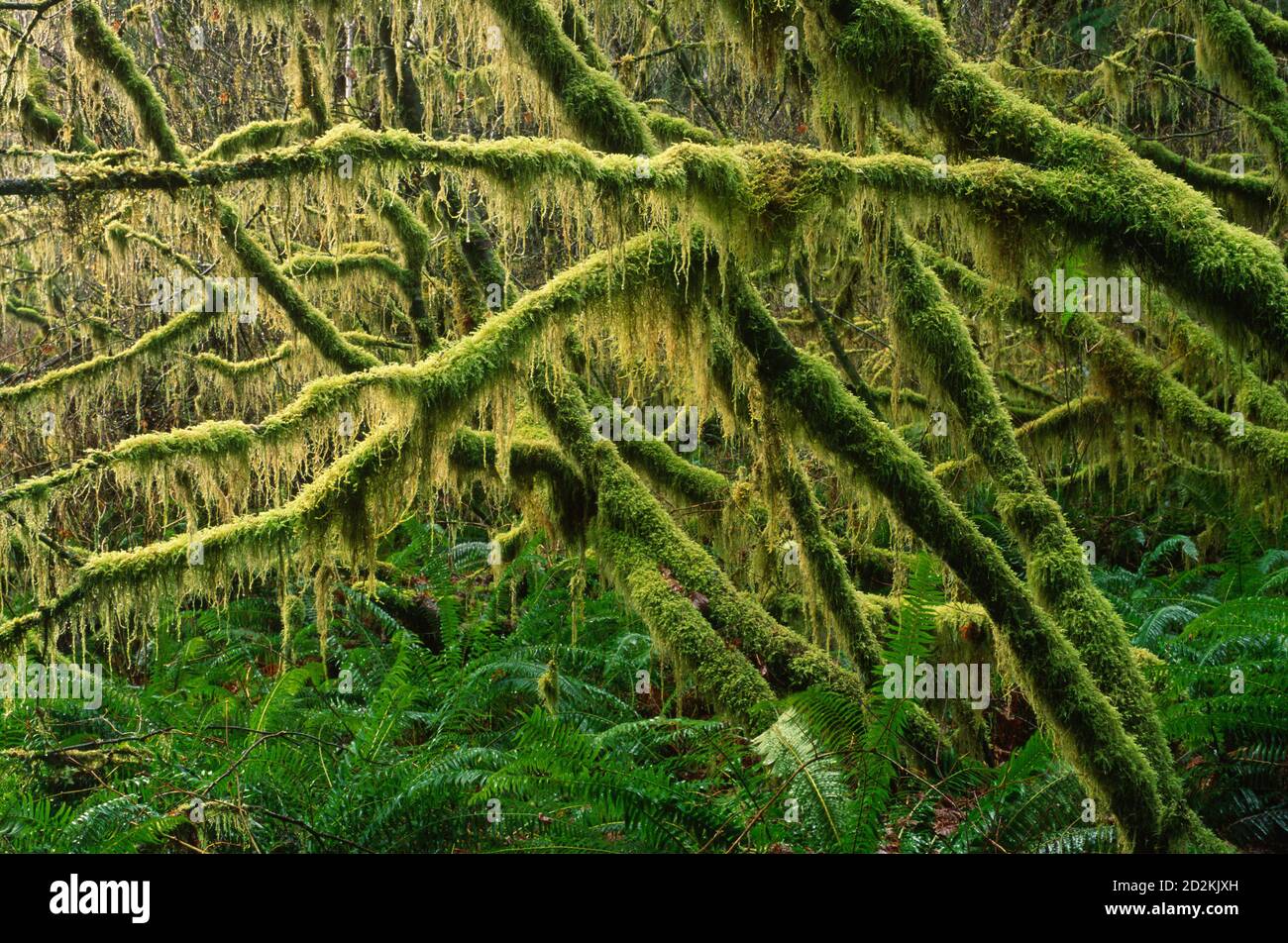 Arce de la vid en el bosque antiguo, Valle de los Gigantes Área Natural sobresaliente, Distrito de Salem Oficina de Gestión de la Tierra, Oregon Foto de stock