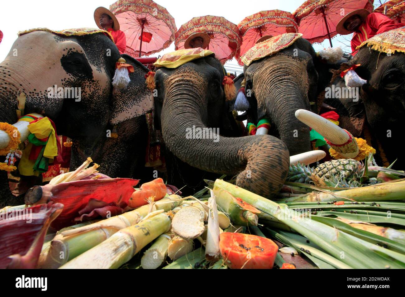 Comida de elefantes fotografías e imágenes de alta resolución - Alamy