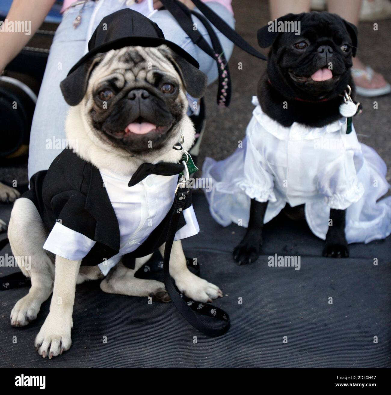 Los pugs en ropa de boda esperan su turno para caminar por el pasillo  durante un intento de romper el registro Guinness para el perro de masa más  grande 'boda', en Littleton,