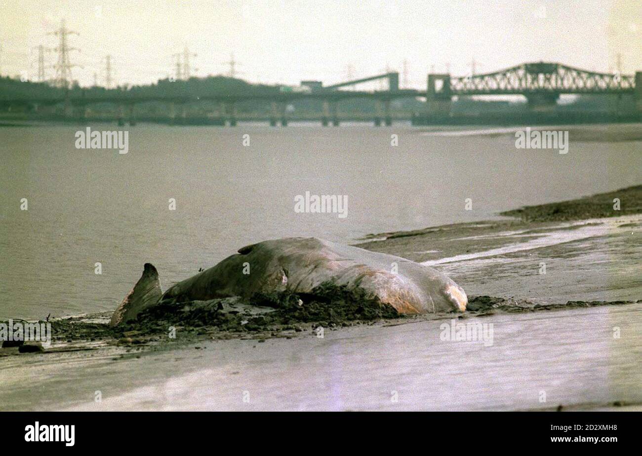 Moby a 50 pies y pesando 40 toneladas la cachalote se encuentra muerta en las orillas del cuarto frente hacia el puente kincardine hoy (lunes). Ver PA Story ENTORNO Whale. Fotos de PA Foto de stock
