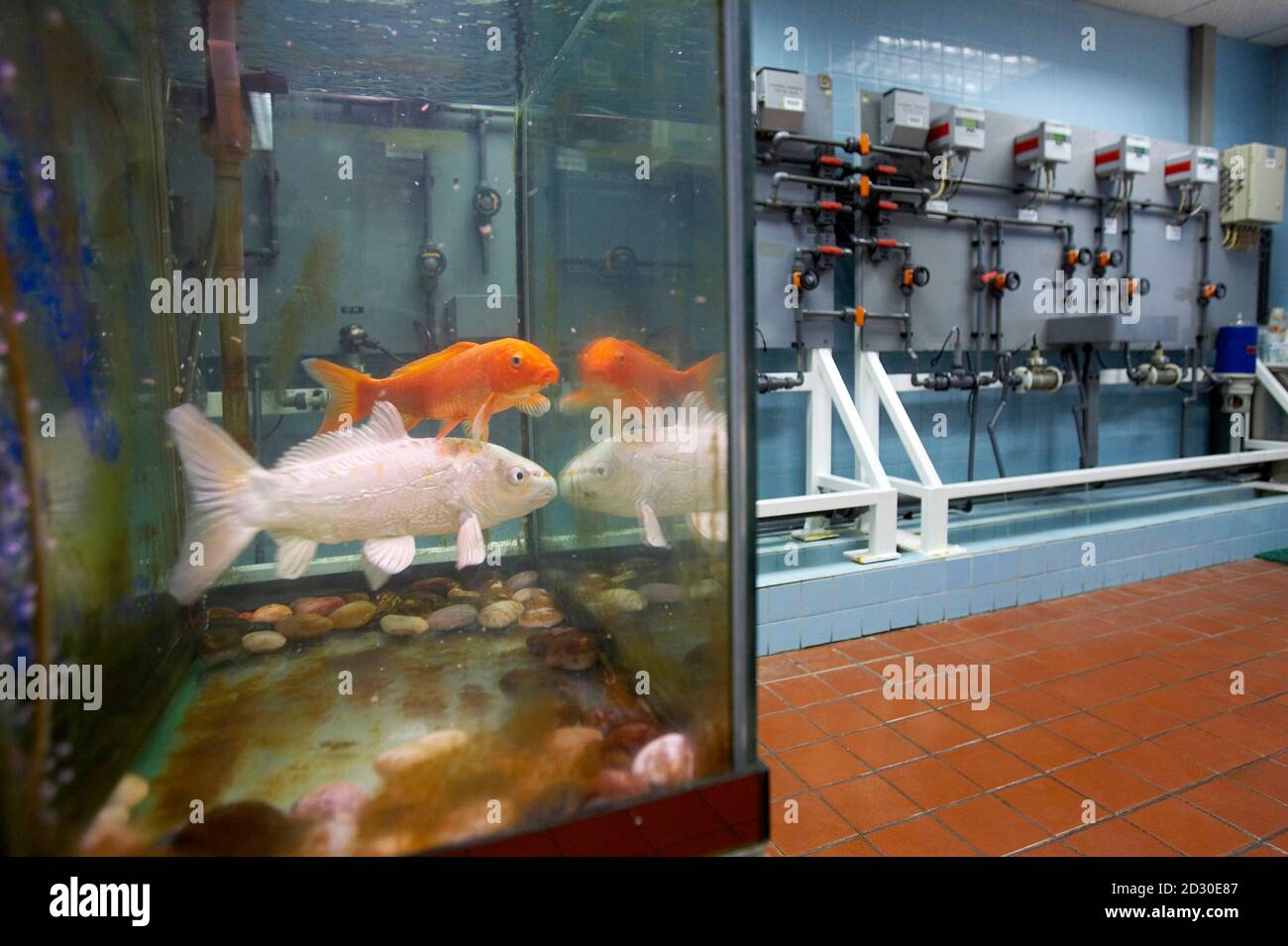 Fishes Swim In A Tank Filled With Raw Water From China Which Is Intended To Monitor The Quality Of Water At Macao Water Plant In Macau March 08 A Company Which