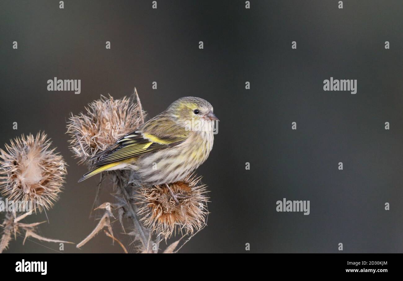 Siskin sentado en el cardo en otoño comiendo semilleros Foto de stock