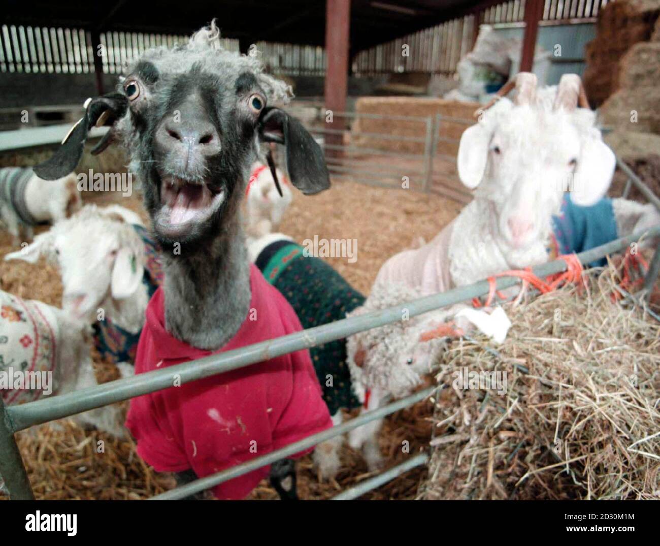 Algunos de los 50 rebaños fuertes de cabras de Angora que tienen una manera inusual de mantenerse calientes. Su propietario, Robi Mandley de Llanveynoe, Gales del Sur, se le ocurrió la idea de darles un salto en jumpers de segunda mano porque se refresca después de que se les crió. * en su granja de la colina en invierno. Ella dijo: "Intenté hacer abrigos a base de abrigos para perros, pero no funcionaron porque las cabras los sacaron unos de otros. Foto de stock