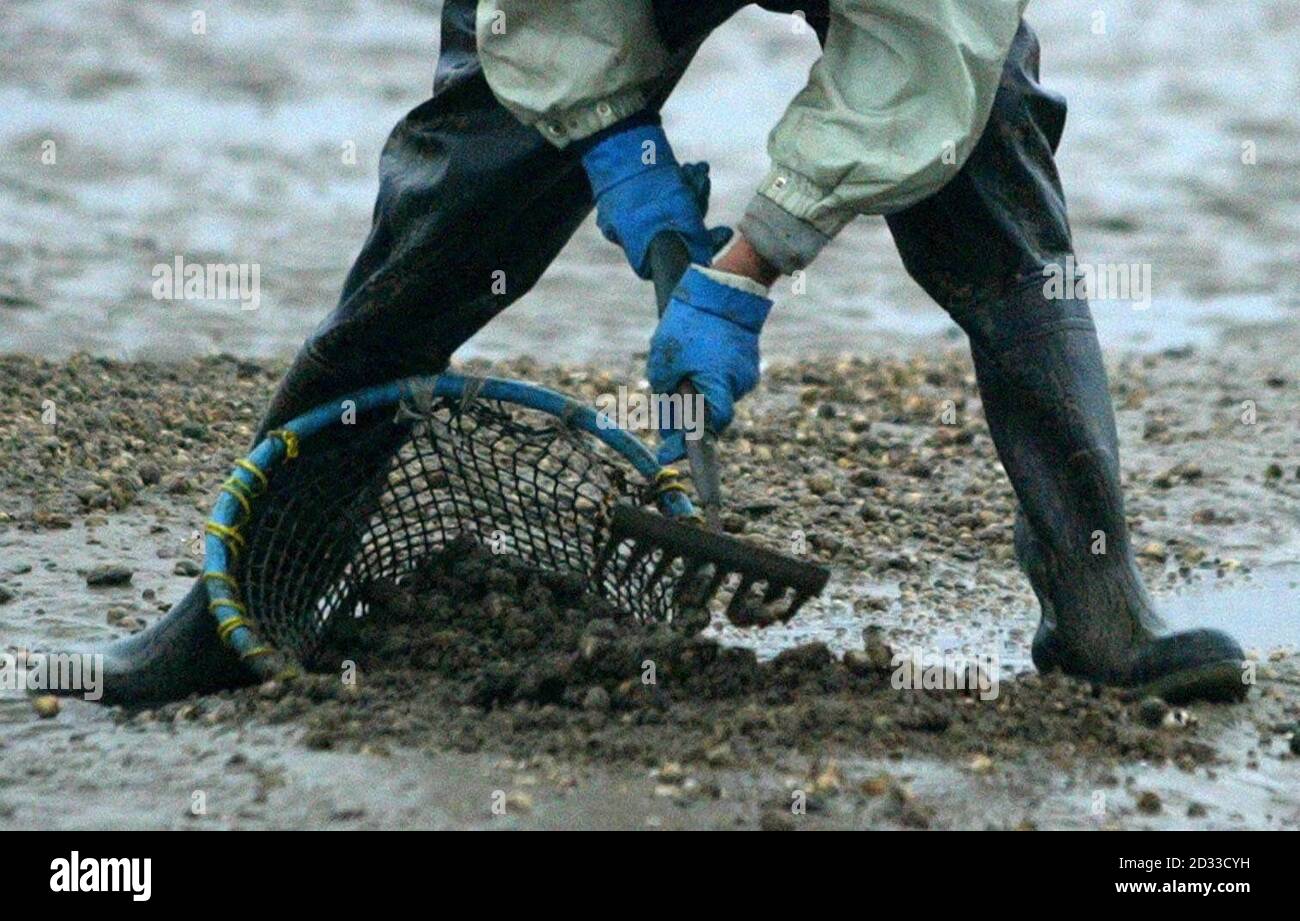 Los recicladores de cacainas volvieron a trabajar, en las arenas de Morcambe Bay, Lancashire, donde 19 trabajadores chinos fueron ahogados. Unos 100 recolectores, algunos a pie y otros en tractores y quad bikes, se reunieron a lo largo de la costa en Bolton-le-Sands cerca de Hest Bank después de que la policía de Lancashire declarara que la zona ya no era una escena de crimen. Foto de stock