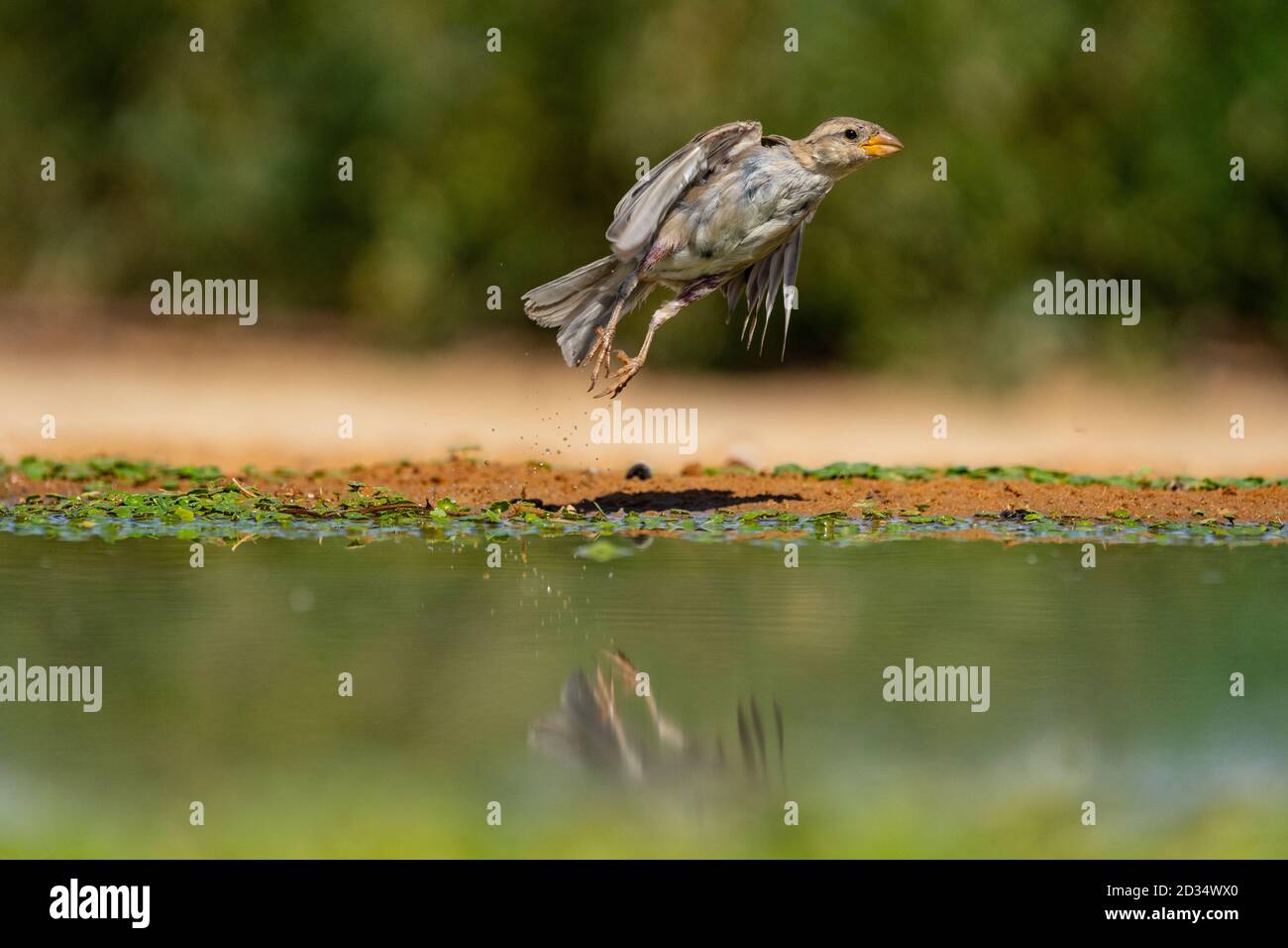 Gorrión de la casa femenina (Passer domesticus). Fotografiado en Israel en julio Foto de stock