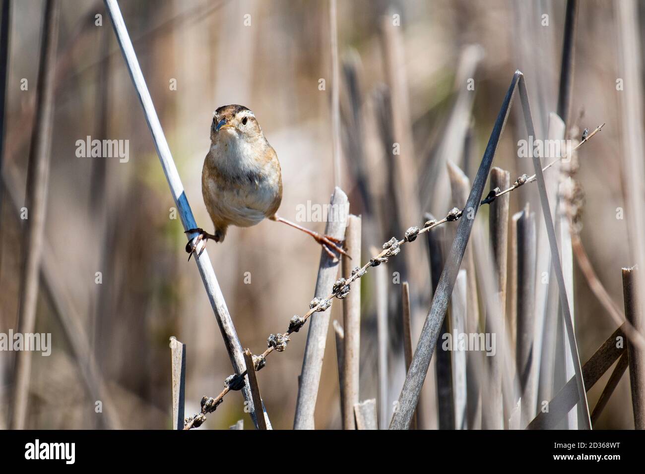 Marsh Wren cantando mientras se aferraba a la vegetación de los humedales. Foto de stock