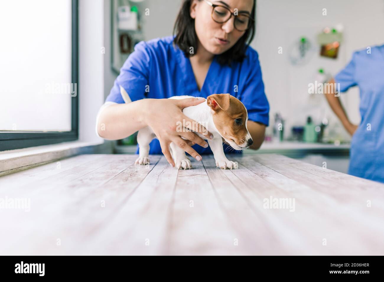 Veterinario con un perro para una revisión en la clínica Fotografía de Veterinario con un perro para una revisión en la clínica Fotografía de