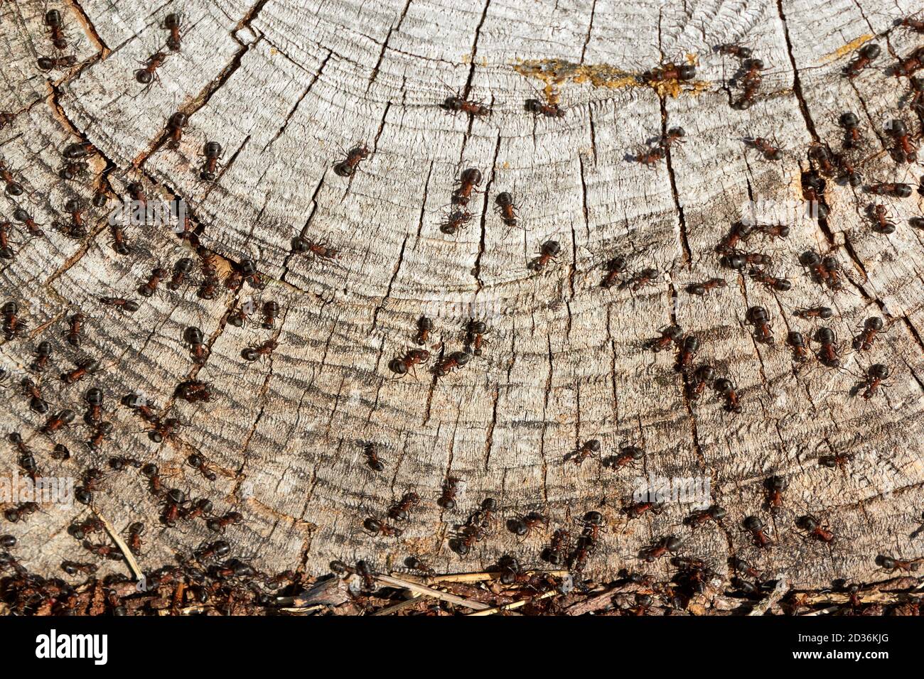 Hormigas de madera roja (Formica rufa) en sección transversal del tronco del árbol; Dinamarca Foto de stock