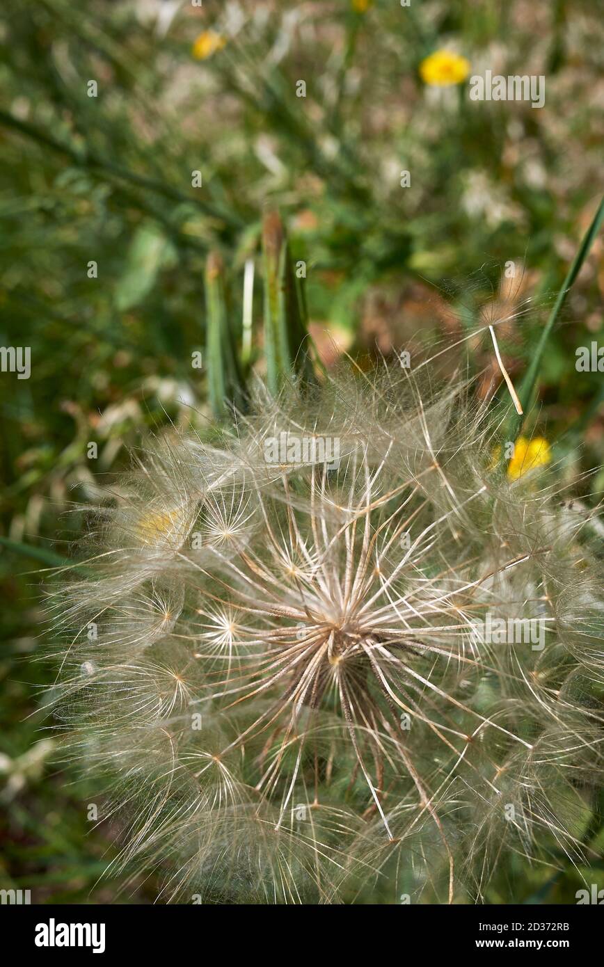 Tragopogon pratensis pappus de cerca Foto de stock