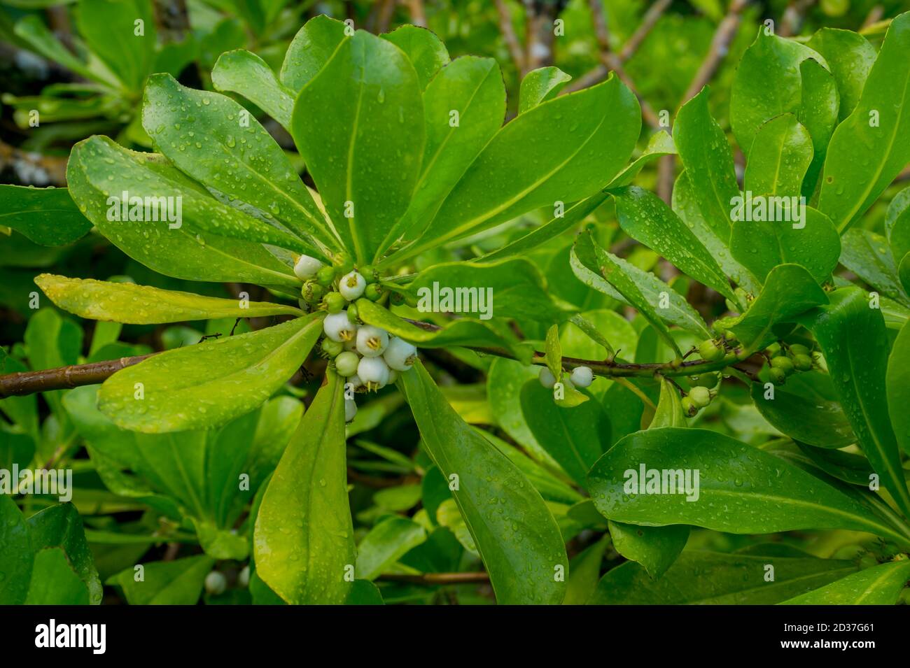 Naupaka kahakai (Scaevola taccada) Goodeniaceae es un arbusto indígena de Haaii que se encuentra en los ecosistemas costeros, aquí en el Jardín Botánico de Limahuli en K Foto de stock