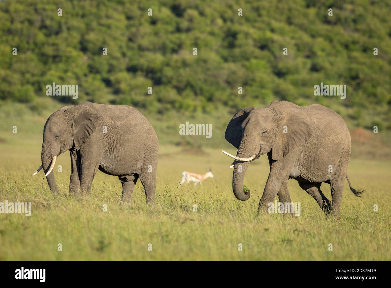 Dos elefantes pastando en las llanuras del delta del Okavango en Botsuana Foto de stock