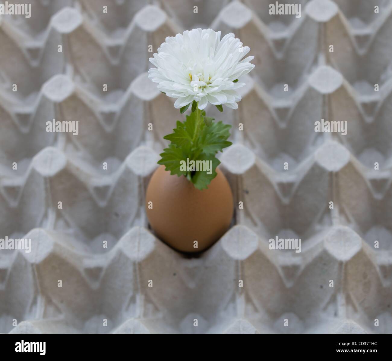 Una flor blanca plantada en un huevo Foto de stock