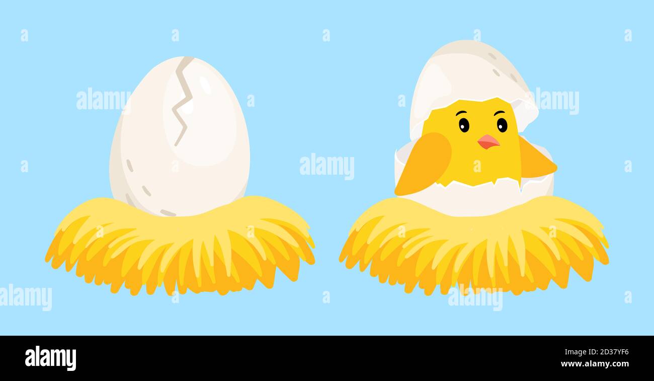Polluelo recién nacido. Huevo de dibujos animados y pollito con cáscara de  huevo en la cabeza en la ilustración del vector del nido. Pollito de  cáscara de huevo en nido, pájaro bebé