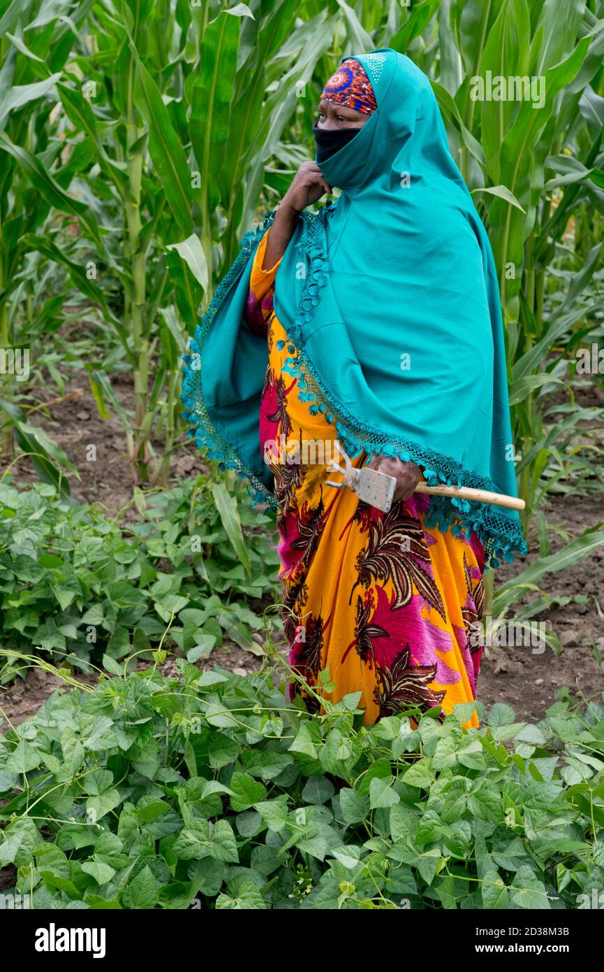 Mujer refugiada somalí que se asoman malezas en un jardín comunitario cercano Boise Idaho (MR) Foto de stock