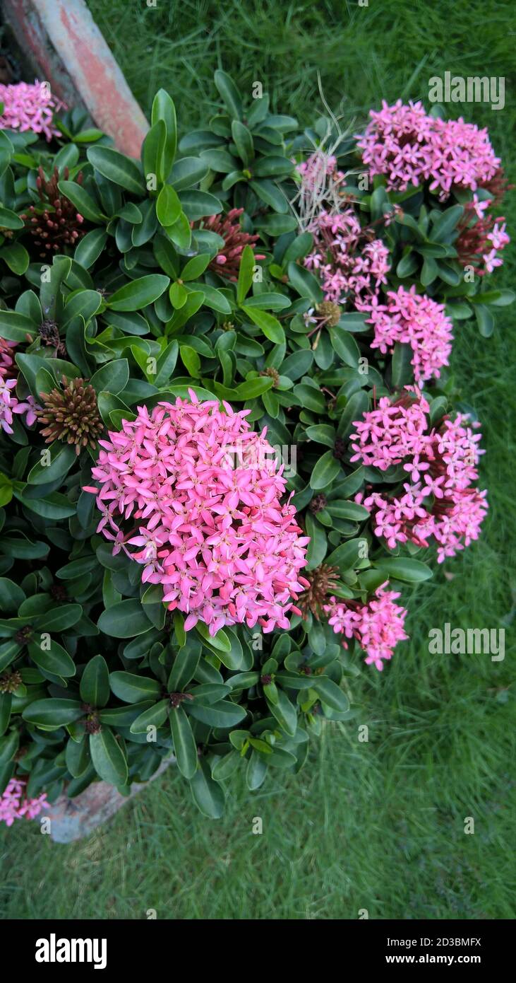 Vista escénica de flores y plantas de Ixora de color rosa blanquecino  Fotografía de stock - Alamy