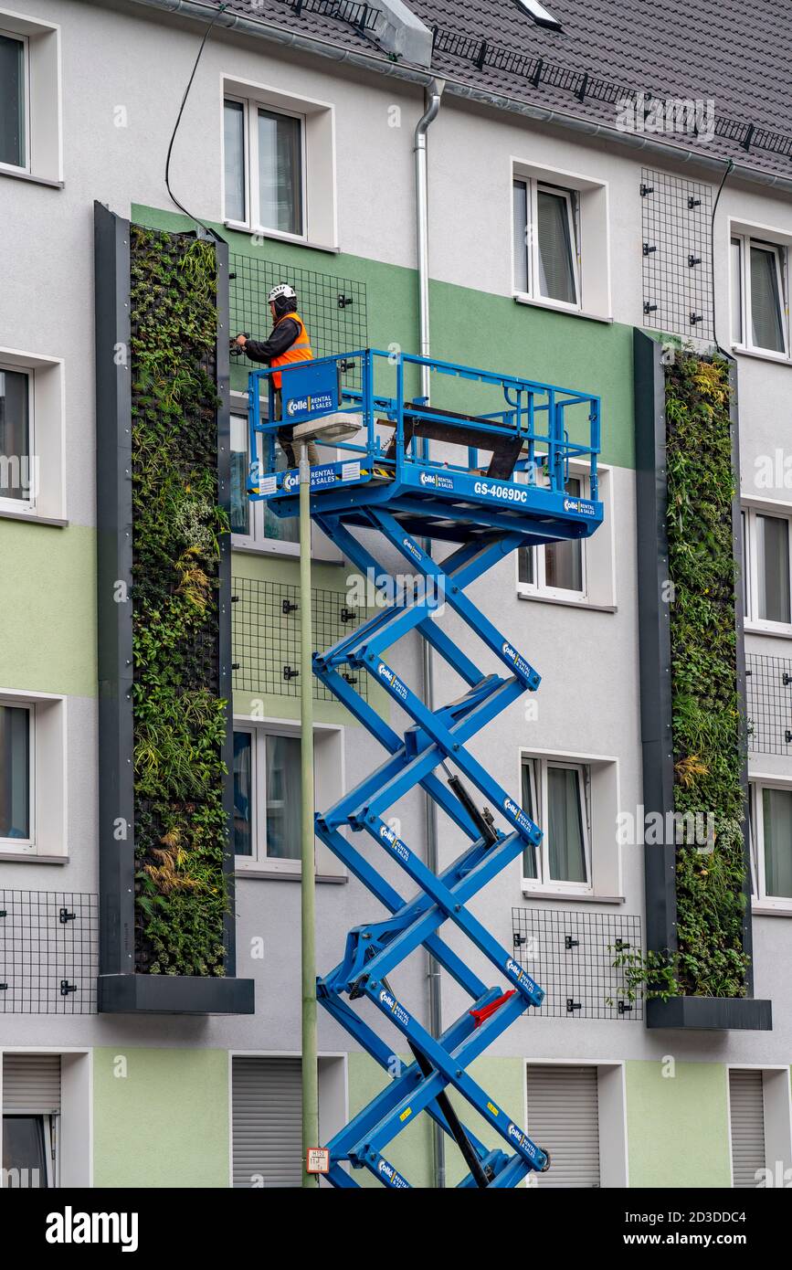 Instalación de la fachada verde en 4 edificios de apartamentos, en Gladbecker Strasse, B224, deben filtrar óxidos de nitrógeno y partículas finas de polvo Foto de stock