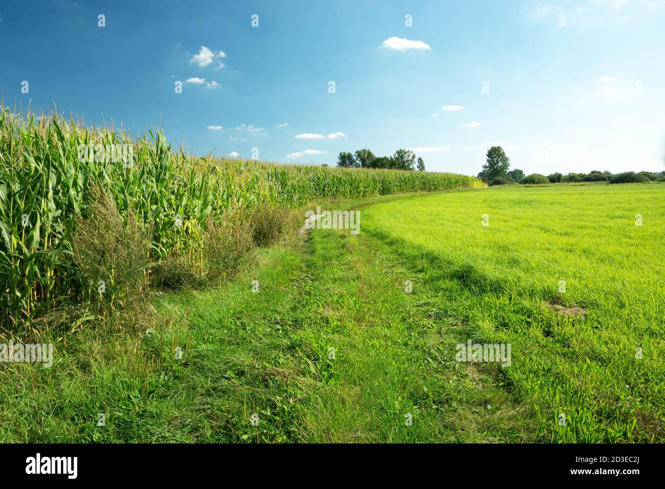 Camino de hierba junto a un campo de maíz y prado verde Foto de stock