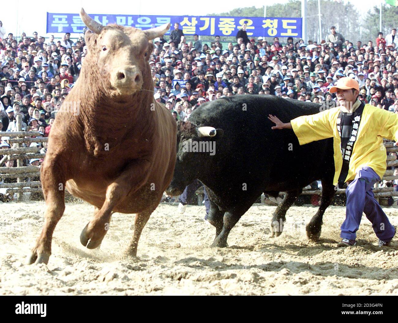 El toro surcoreano Uksan (L), con un peso de 870 kilogramos, se aleja de  870 kilogramos el toro de combate japonés Jongdalho durante un partido de  buena voluntad coreano-Japón en el condado
