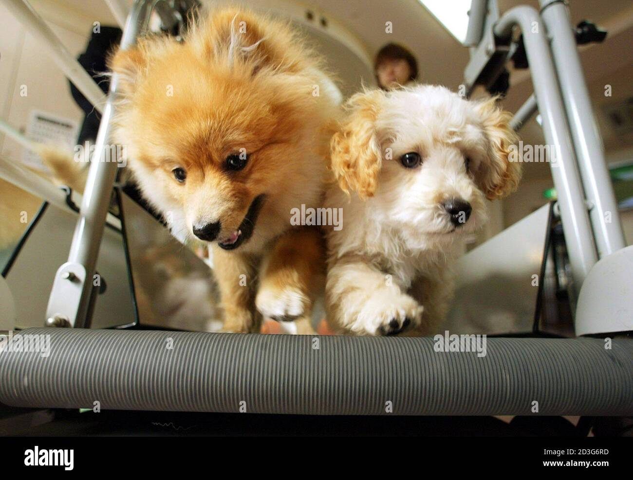 Los cachorros corren de lado a lado en una máquina de cinta de correr para  perros durante un entrenamiento en Ken21, una tienda de mascotas, un  proveedor de alimentos para la salud