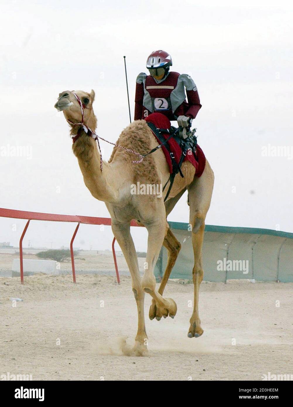 Un jinete robot monta un camello durante una sesión de prueba en la pista  de carreras de camellos de Shahaniah en Doha el 19 de abril de 2005. Qatar  prohibió el uso