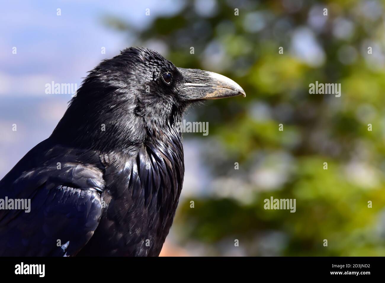 Perfil de un Raven en el Parque Nacional del Cañón Bryce. Foto de stock