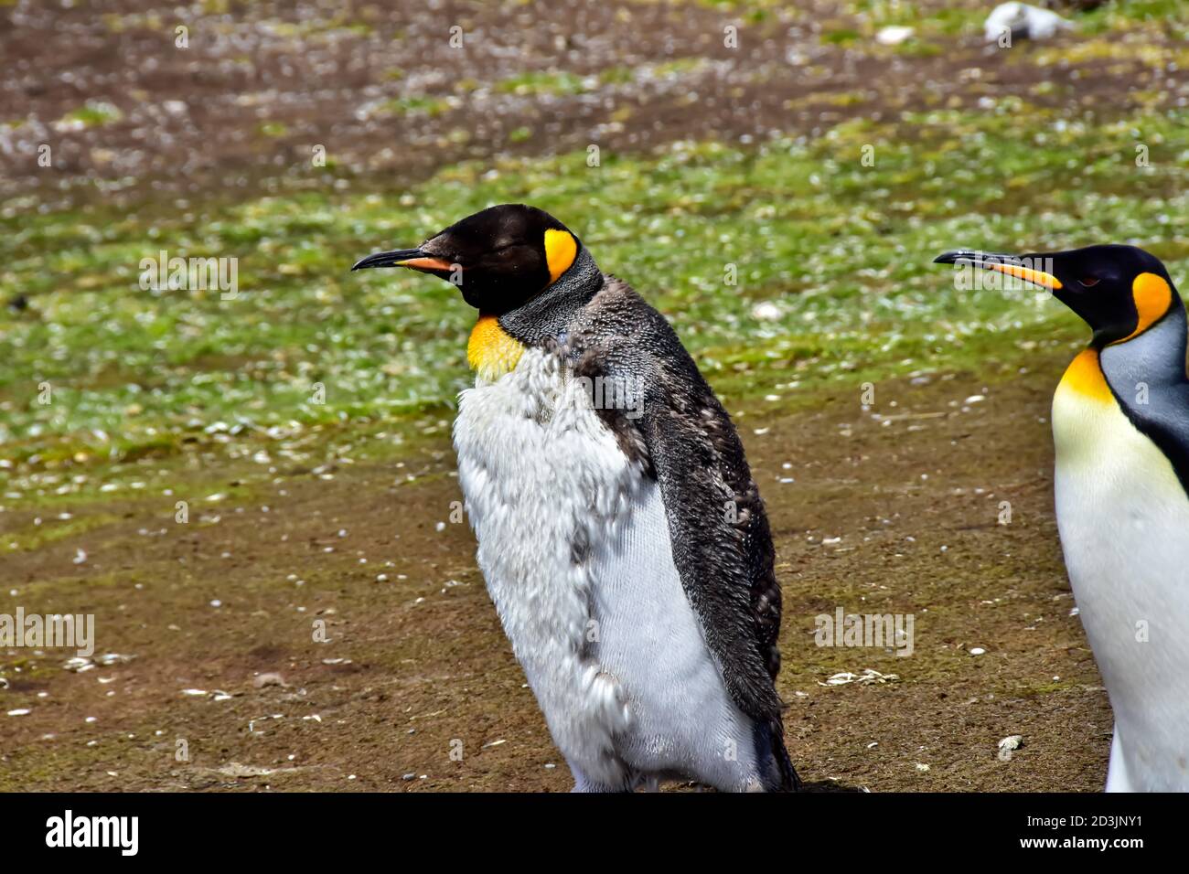Un pingüino juvenil de la muda del rey está hacia fuera para un paseo con un adulto, en el punto Voluntario, Islas Malvinas. Foto de stock