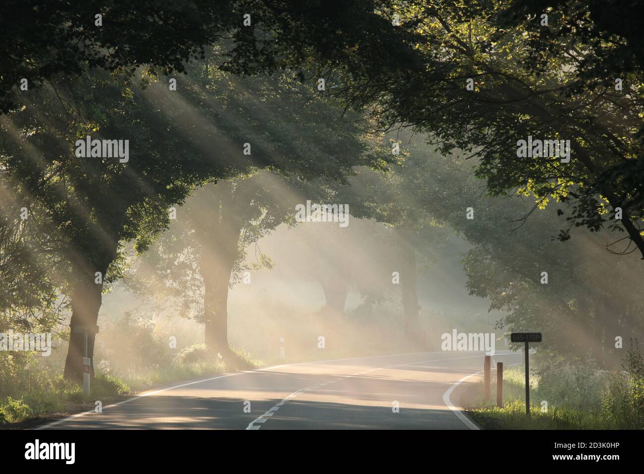 Rayos de sol entre los árboles a lo largo de la carretera en un mañana pasada de moda Foto de stock